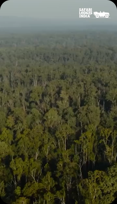 Safari Lodges India Instagram reel — forest canopy aerial